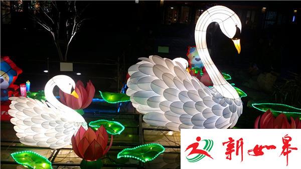 老门东咏鹅灯彩深受南京市民和外地游客喜爱-雉水网