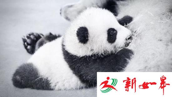 上海动物园开园来6只熊猫死亡 承认兽医水平有限-雉水网