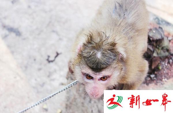 女孩送7只小猴到养殖场：都是国家一级保护动物-雉水网