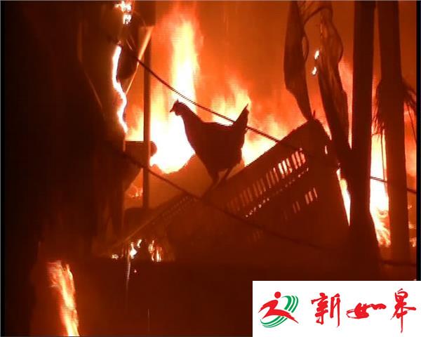 养鸡场火海里救出千只鸡-雉水网