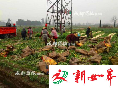400多万斤萝卜滞销 众人发动亲友一天买5万斤-雉水网