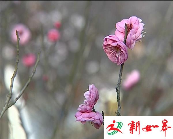 洪泽新春添美景 “双梅”齐放迎新春-雉水网