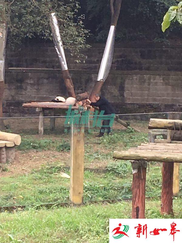 重庆一男子潜入熊猫馆给熊猫拍照？动物园回应-雉水网