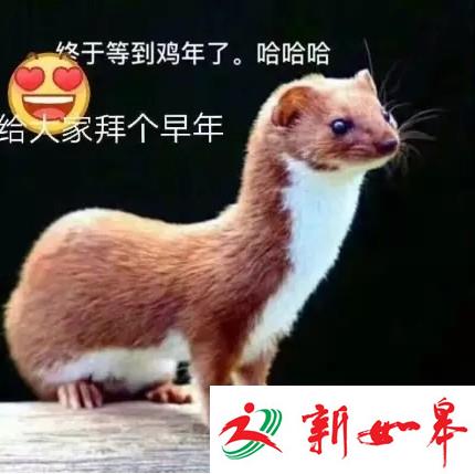 朋友圈热传“黄鼠狼给鸡拜年”图 专家称实为伶鼬-雉水网