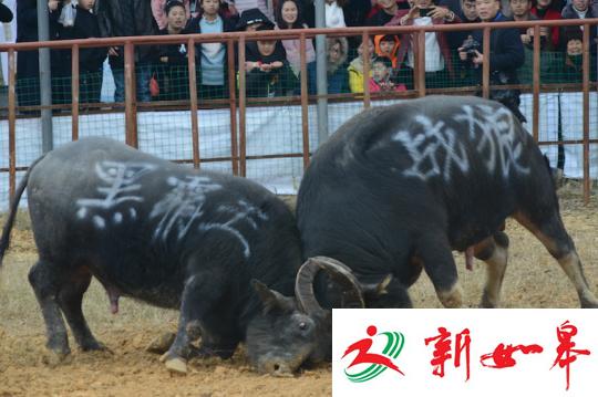 浙江平阳举办超级牛王争霸赛喜迎春节-雉水网