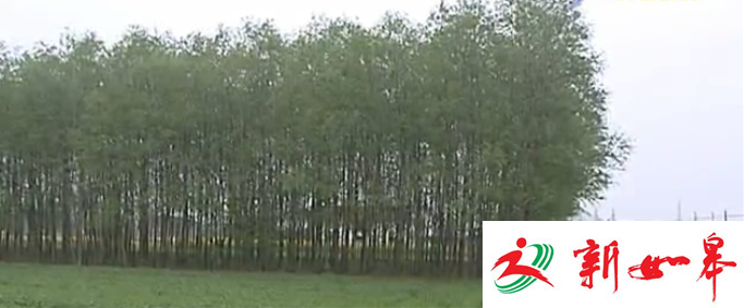 如皋搬经一村民栽种成片杨树林 影响邻居庄稼正常生长-雉水网