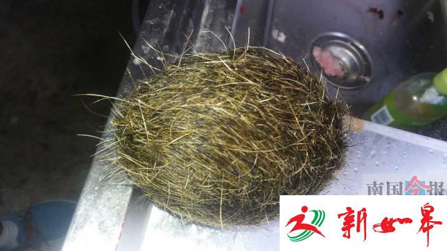 男子杀猪剖出大毛球称是千万猪宝 专家：就是一团猪毛-雉水网