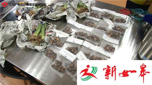 国际邮包藏着“洋植物” 海淘时注意16种物品禁止入境-雉水网