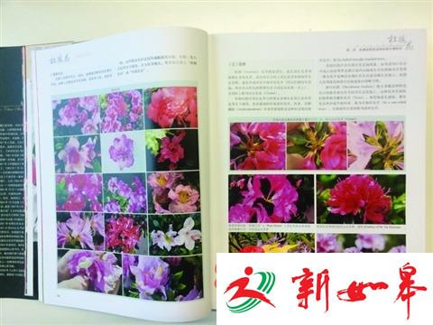 《杜鹃花》：无锡市花，花开五洲-雉水网