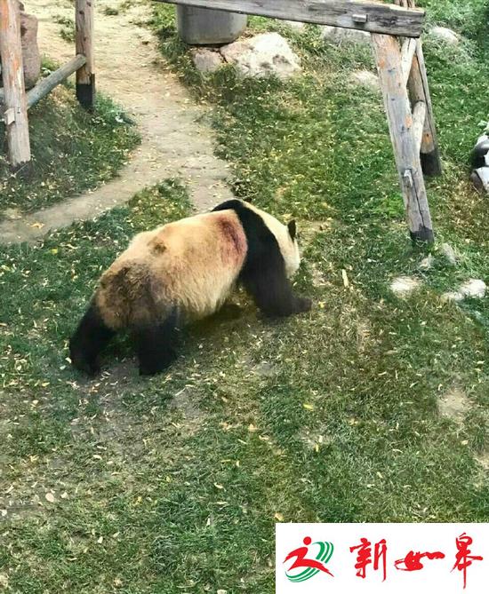 兰州动物园被曝虐待熊猫