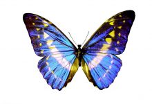 如城实验小学六(信)班 倪婕 - 蝴蝶小趣-雉水网