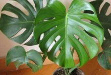 龟背竹如何栽培？-雉水网