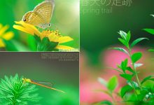 如师附小三（4）班  周钰鑫  春天的足迹-雉水网