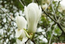 如何养殖白兰花？-雉水网