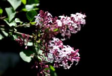 絮语残记-雉水网