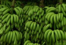 女人常吃这种颜色的食物不再做“黄脸婆”-雉水网