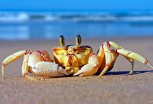 如城实验小学三(信) 刘著 挖蟹记-雉水网