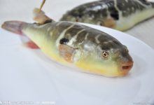 河豚情仇-雉水网