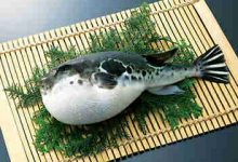 河豚情仇-雉水网