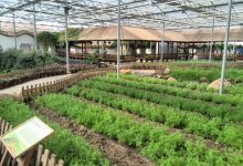 如城实验小学六（8）班   左琦   菜园情-雉水网