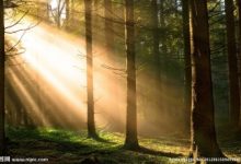 阳光照进我心里-雉水网