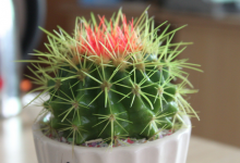 办公室如何防辐射 电脑旁摆放什么植物好-雉水网