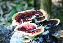 惊见祥瑞: 如皋一农户家中自然长出一株特大灵芝-雉水网