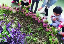 如皋皋南幼儿园: 班级里有个“小小植物角”-雉水网