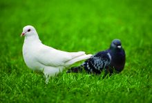 鸽子三兄妹-雉水网