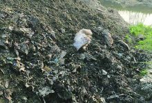 石庄镇杨庄村垃圾堆上马路，污染严重村民苦不堪言-雉水网