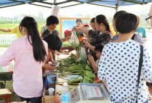 初秋荷塘花娇艳  正是莲蓬采摘时-雉水网
