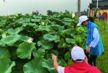 如城街道新民社区举行“七彩夏日—赏荷花观莲藕”活动-雉水网
