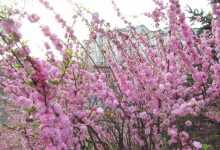 桃 花 香-雉水网