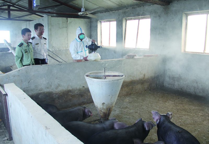 图为这个站官兵协同驻地检验检疫人员到该站农副业生产基地对养殖的黑猪进行检查，并对猪舍进行消毒处理