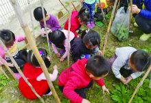 如城健康幼儿园:秋季种植忙-雉水网