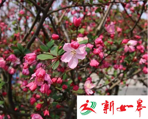 清明踏青去哪玩？常州淹城动物园