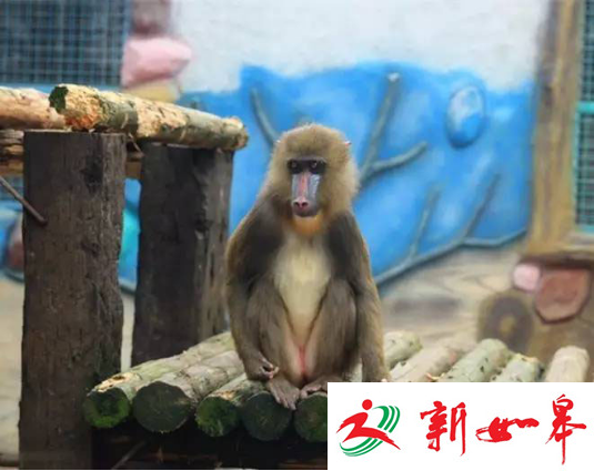 清明踏青去哪玩？常州淹城动物园