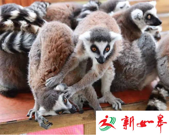 清明踏青去哪玩？常州淹城动物园