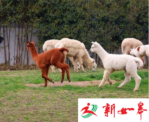 清明踏青去哪玩？常州淹城动物园