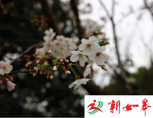 清明踏青去哪玩？常州淹城动物园