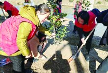 东风社区举行植树志愿活动-雉水网