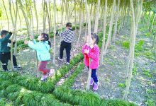如城街道建设幼儿园开展“让植树走进千家万户”活动-雉水网