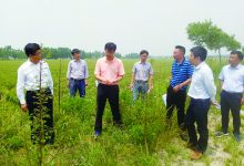 农业部领导来如皋经济技术开发区督查小麦重大病虫防控工作-雉水网