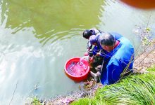 如城街道贺洋社区农户放养鱼苗-雉水网