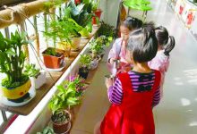 磨头镇场北幼儿园创设植物角活动-雉水网