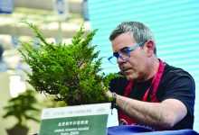 外国盆景艺术家“秀技”江苏如皋-雉水网
