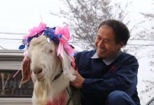 如皋吴窑举办首届山羊文化节-雉水网