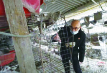 鸽老板欠债三百万跑路，6900只鸽子被现场拍卖-雉水网