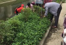 如城街道贺洋社区清理贺洋南河两岸农作物-雉水网