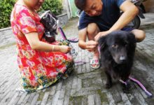 如城街道迎新社区开展文明养犬宣传活动-雉水网